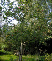 moestuin appelboom